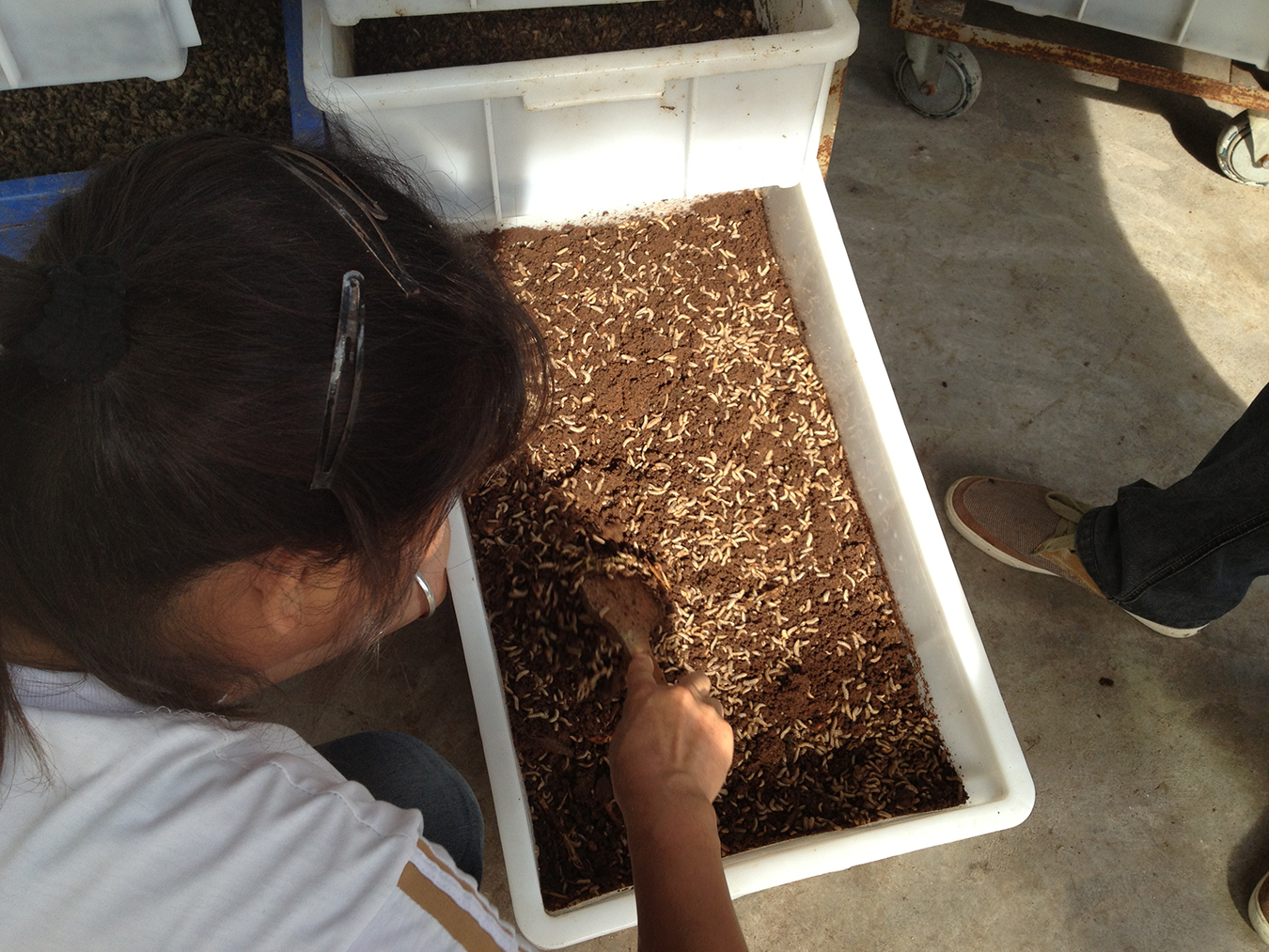 A caretaker stirs a tray of larvae in a Guangzhou field research station. Photo by Amy Zhang.