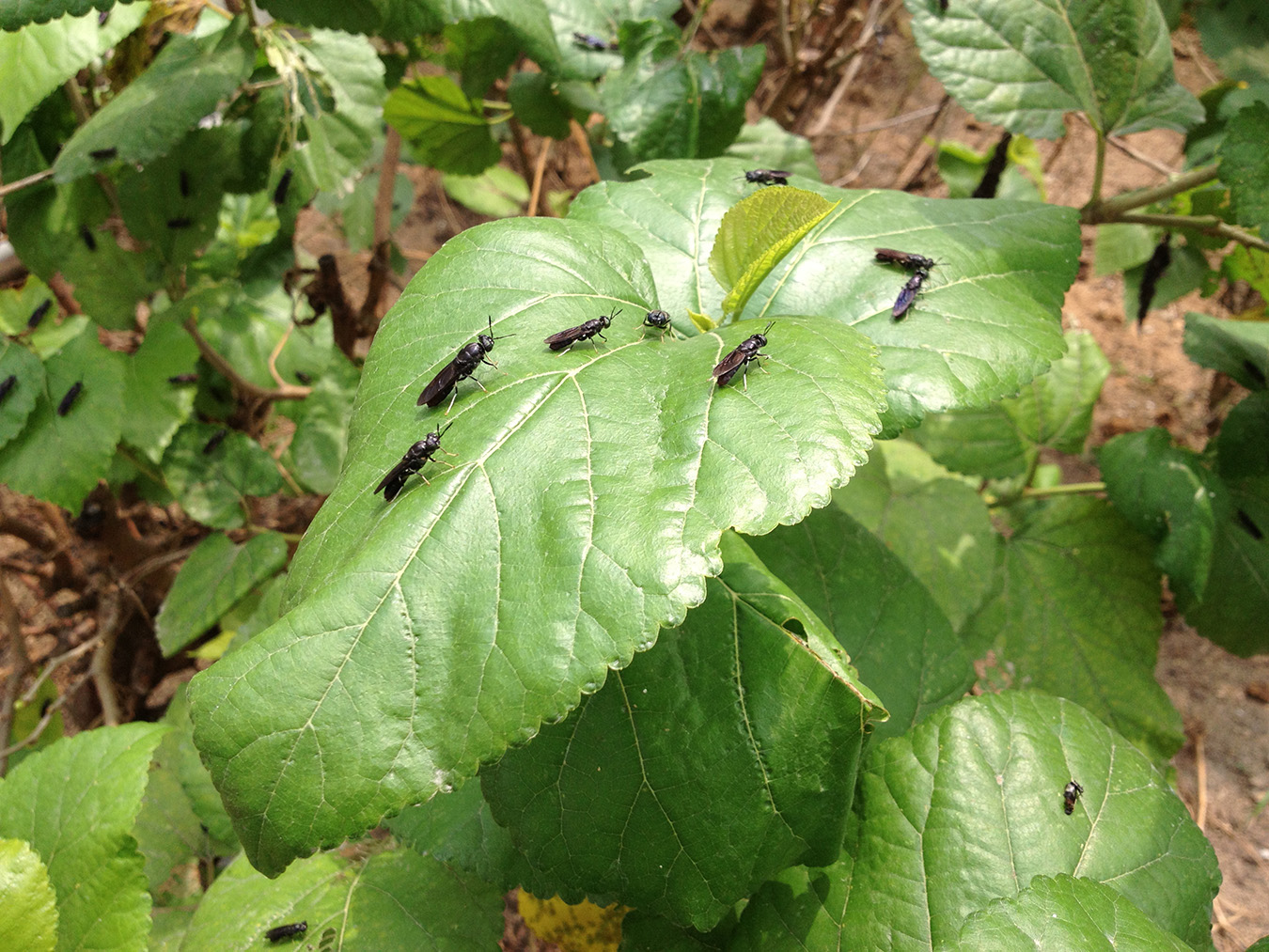 Adult larvae in the last week of their life cycle resting on leaves in the arboretum. Photo by Amy Zhang.