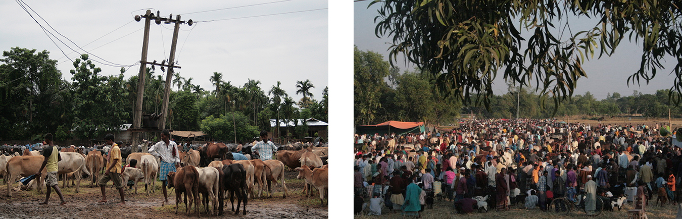 Cattle markets along the India-Bangladesh border. Photos by Malini Sur.