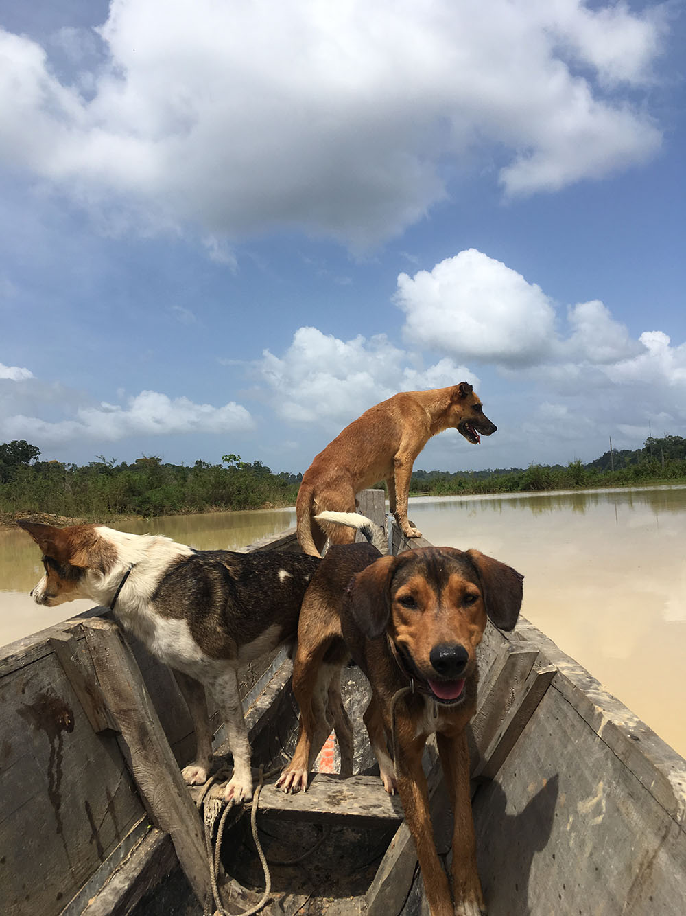 Ba Michel’s hunting dogs. Photo by Stuart Earle Strange.
