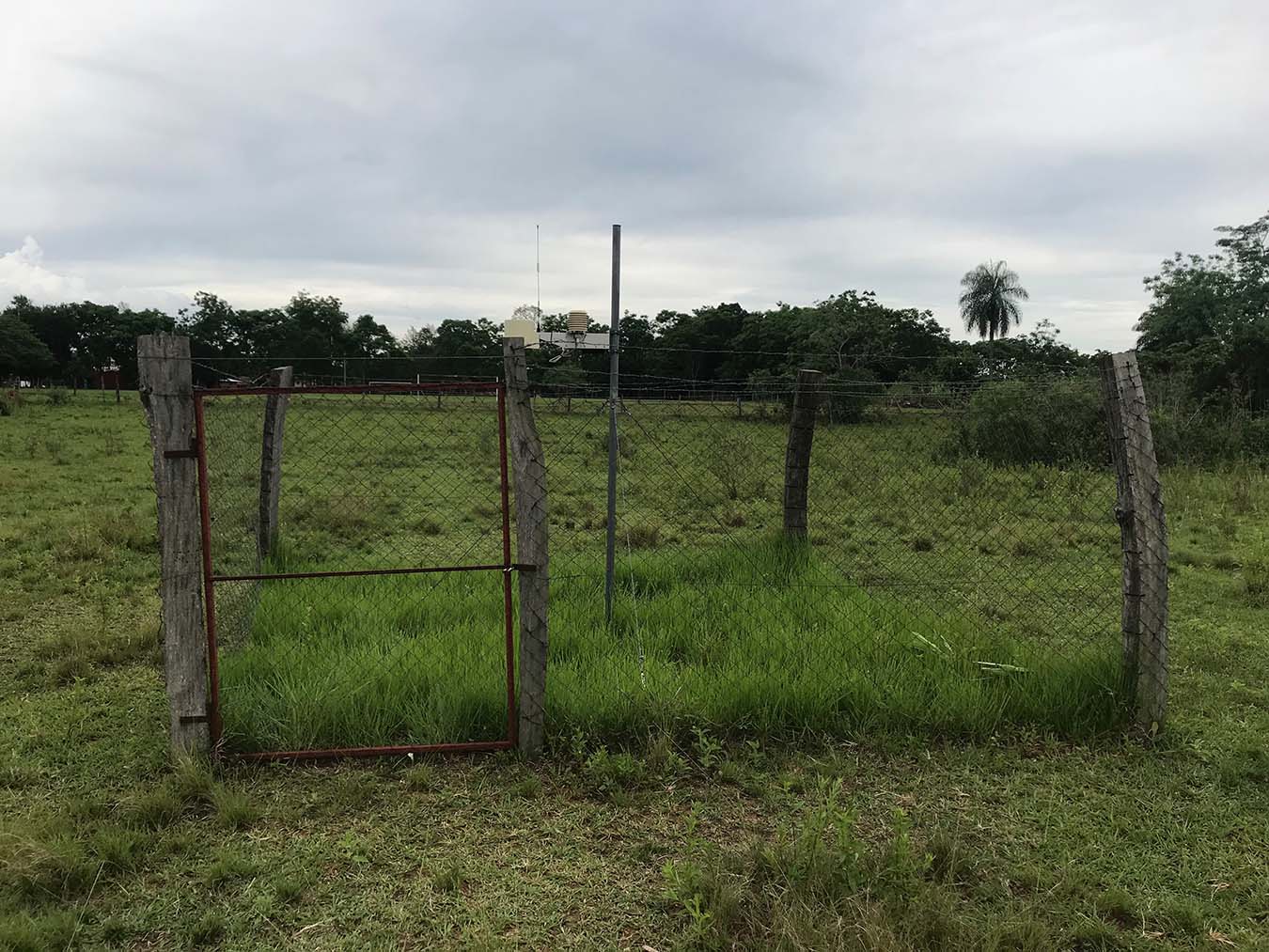 Weed-infested weather station owned and operated by InsurTech. Photo by Caroline E. Schuster.
