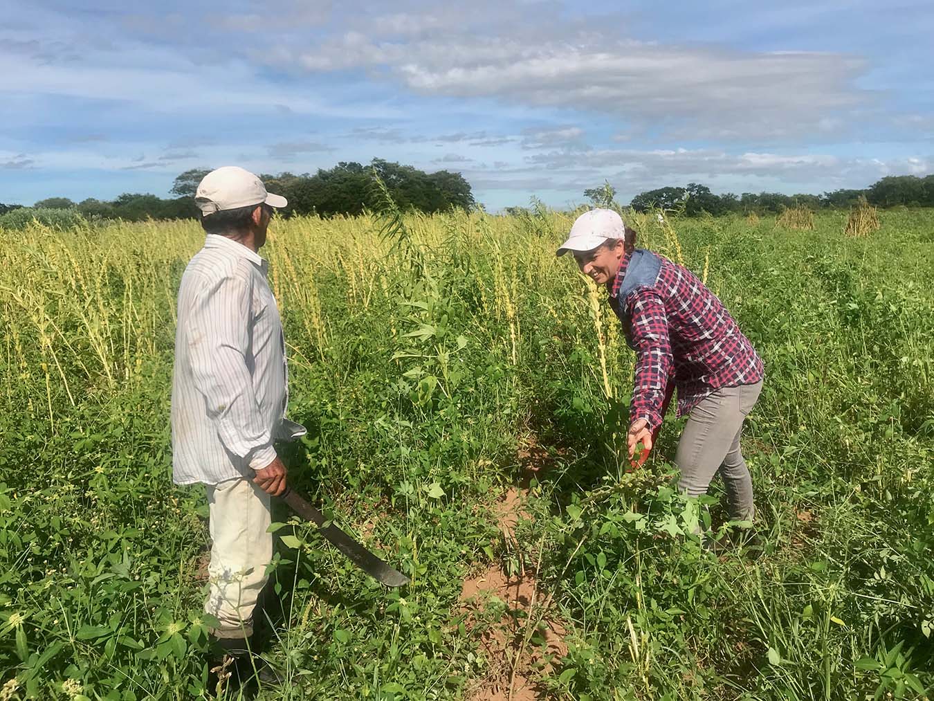 Harvesting sesame with Wilfrido, battling the capi’i (weeds). Photo by Caroline E. Schuster.