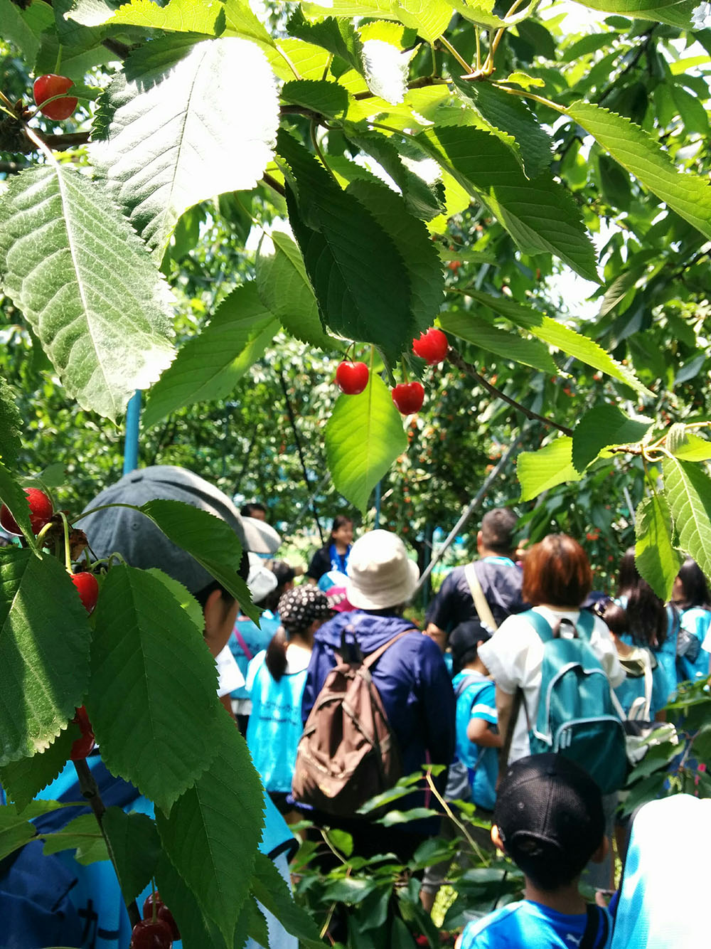 Children gather to pick cherries as part of hoyō in Yamagata Prefecture. Photo by Hiroko Kumaki.