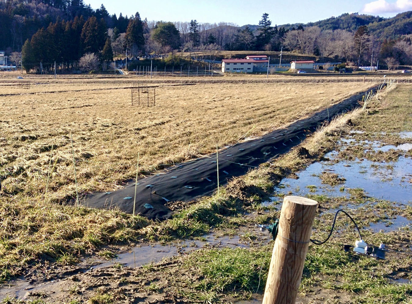 Plastic sheets covering the footpaths of Sugeno-san’s field. Photo by Hiroko Kumaki.