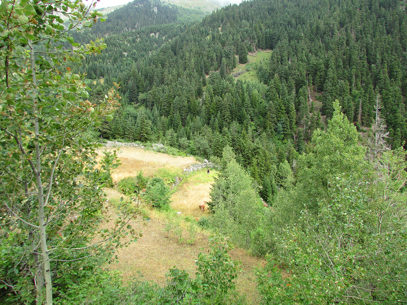 Yaylalar are gradually being covered by quaking aspens, shrubs, and grass. Yaylalar is part of the hamlet. In the past, villagers on their way to the highlands stopped there to herd their animals together. Photo by Ekin Kurtiç.