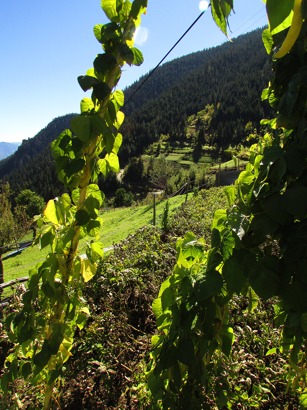 Saniye’s green bean garden and forest clearings in the background. Photo by Ekin Kurtiç.