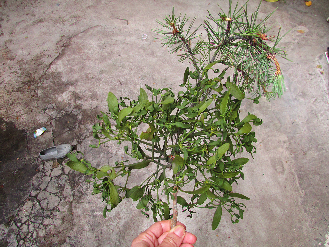 Çakum (mistletoe) collected from Göcek’s uplands. Photo by Ekin Kurtiç.