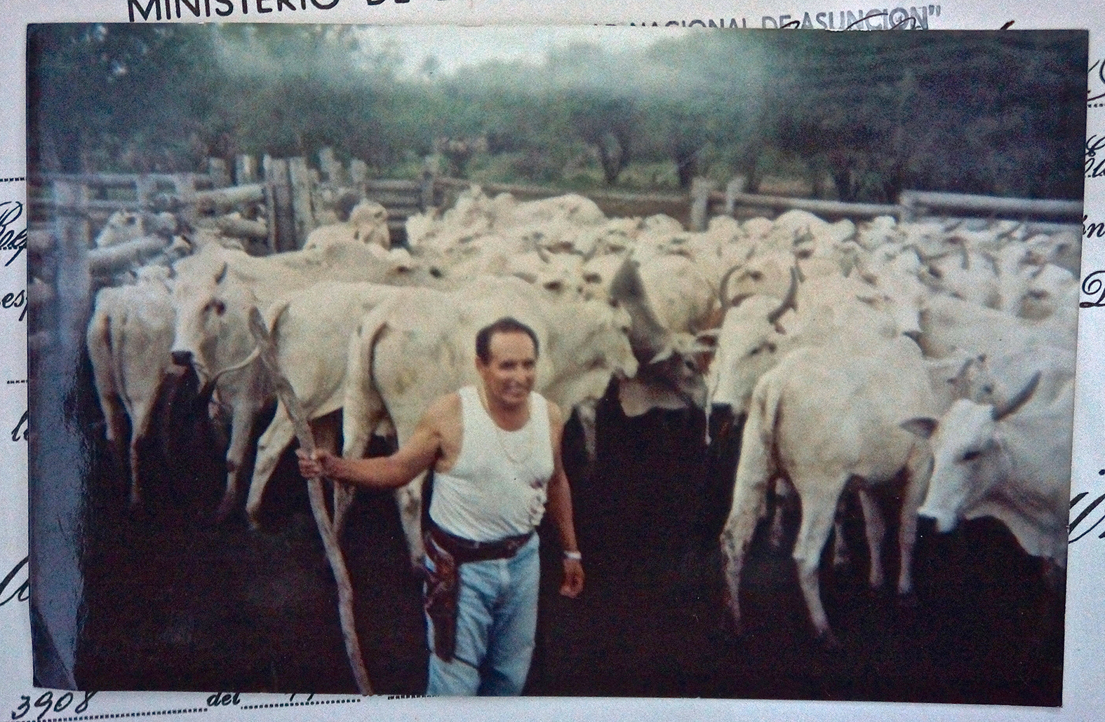 Tarcisio Sostoa and his herd of cattle in the 1990s. Sostoa was leader of the Colorado party in Puerto Casado from the 1960s to the1980s. After the fall of the dictatorship in 1989, he was elected Governor of Alto Paraguay and then parliament member. Source: Tarcisio Sostoa. Picture of the original by the author, 2015.