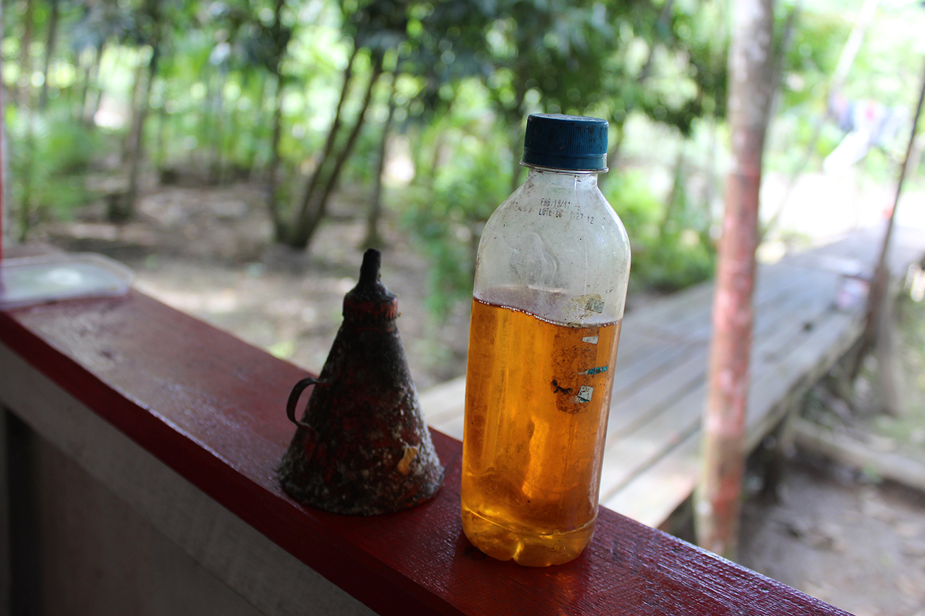 Andiroba oil extracted from Carapa guainensis, a colonial-era droga do sertão and household remedy for inflammation also once used for lantern oil. Photo by Matthew Abel, January 2020.