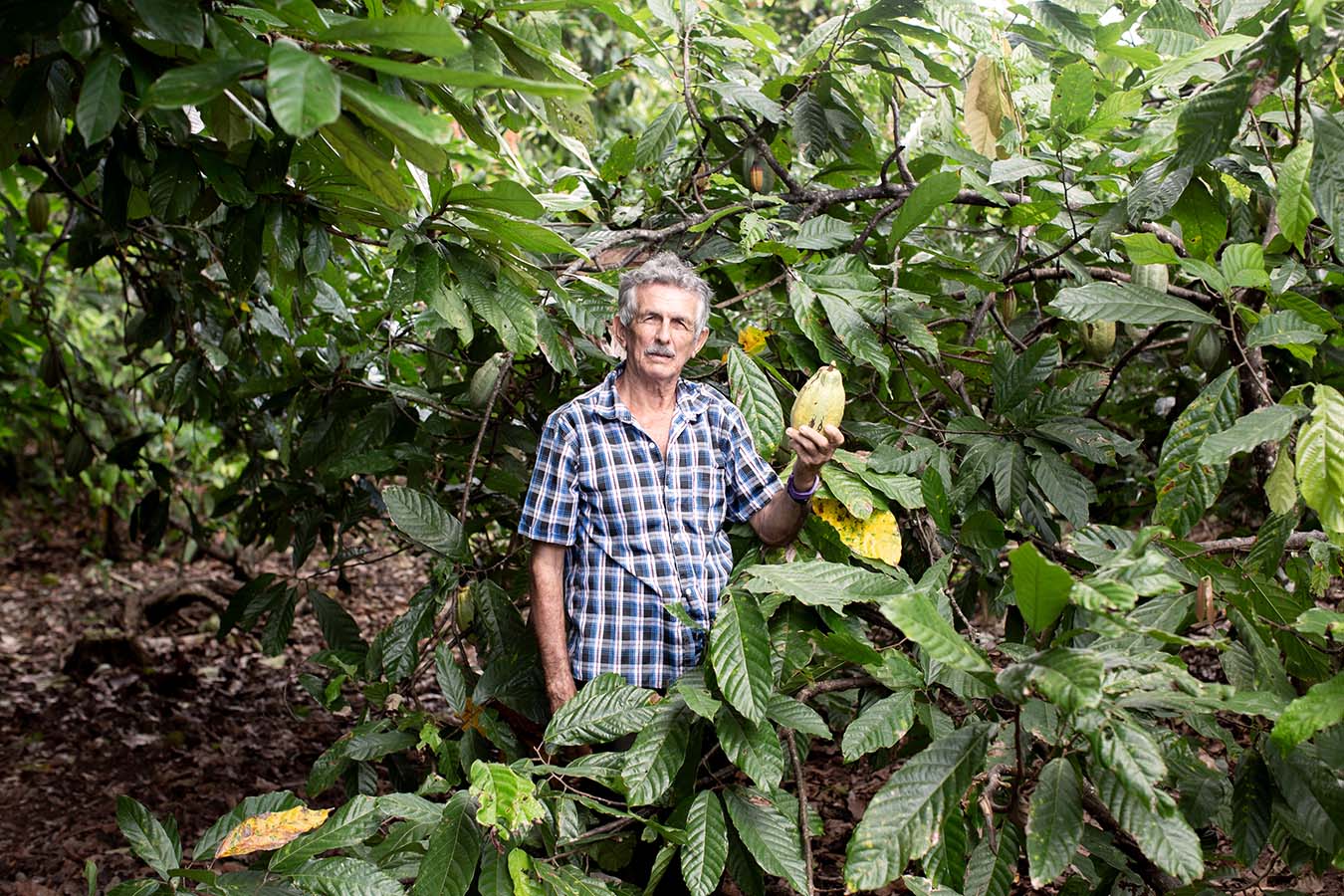 Garden with cocoa tree in a peri-urban zone in Altamira, Pará. Photo by Thiago da Costa Oliveira.
