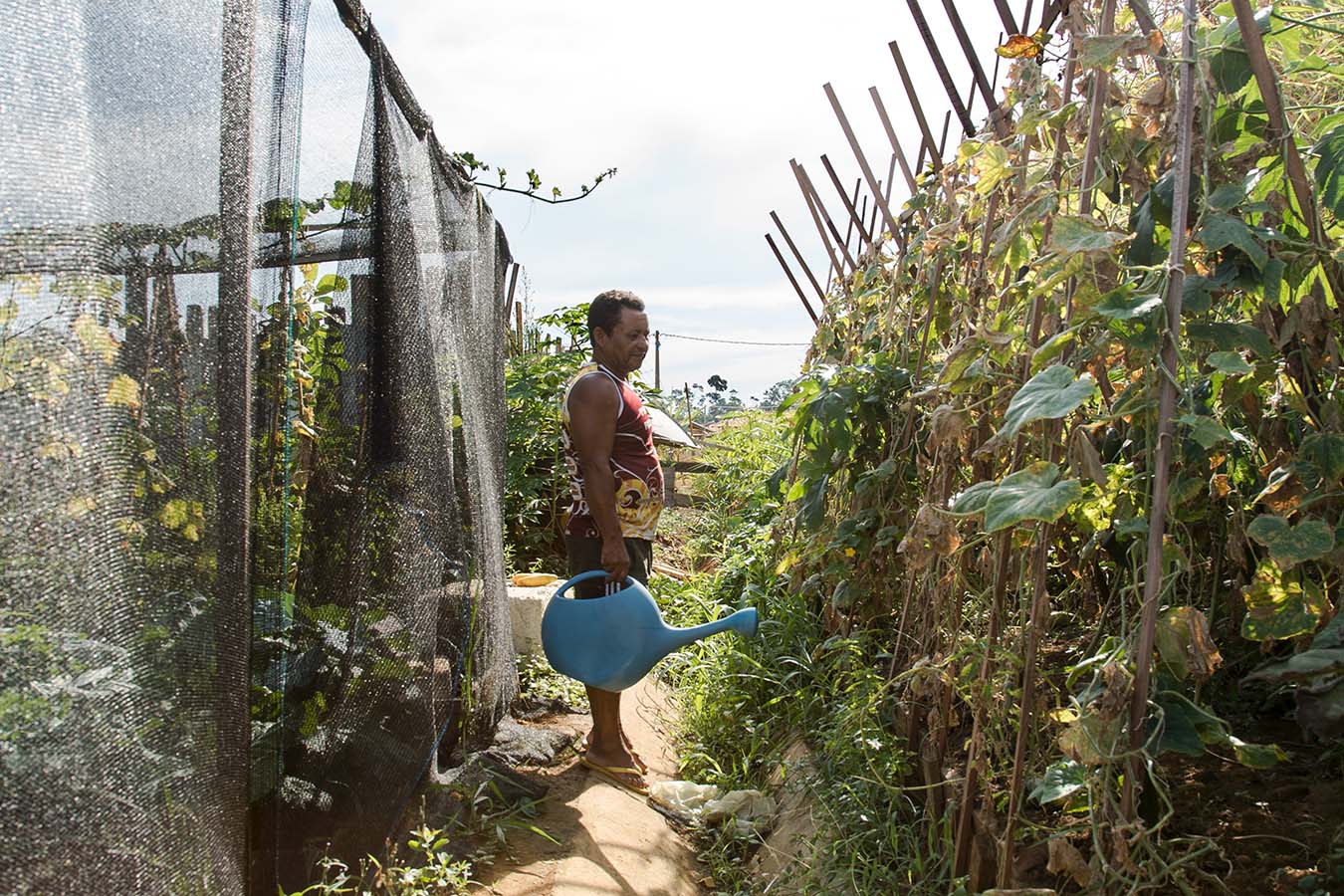 Planting tomatoes in the backyard of a house, Jatobá, Altamira, Pará, 2016. Photo by Thiago da Costa Oliveira.
