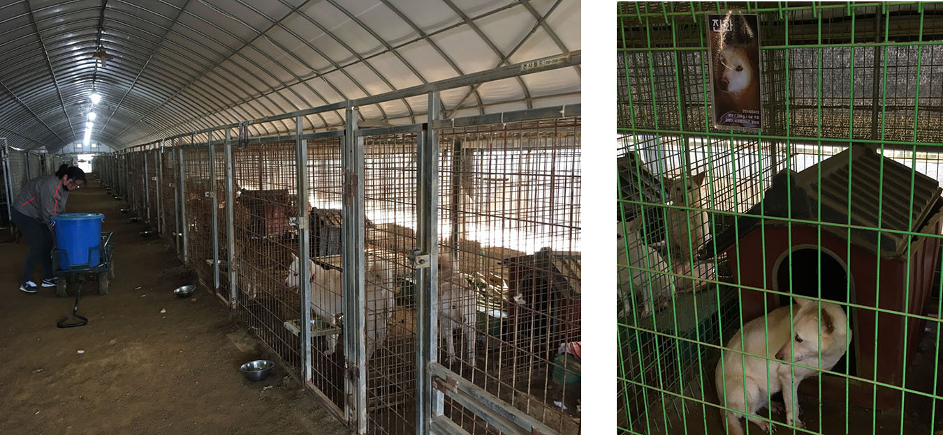 Staff doing her morning chores in one of the ARA shelters. Photo by EuyRyung Jun.