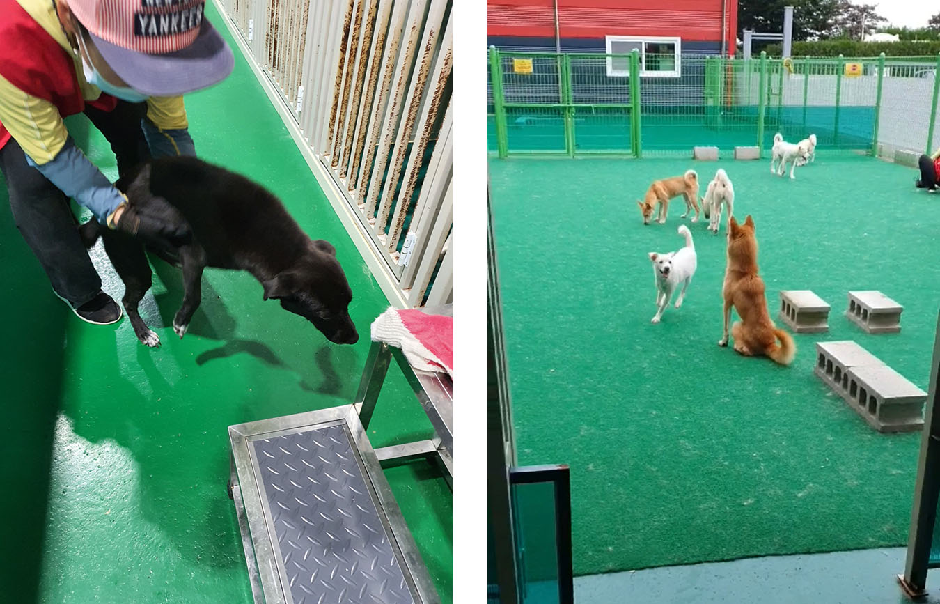 Staff holding a dog in the Gisan-Myun shelter. Photo by EuyRyung Jun.