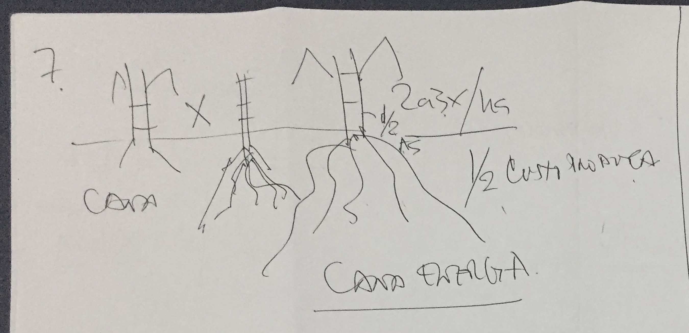 João’s sketch of energy cane, which can grow “two to three times more per hectare” than standard cane. Photo by Katie Ulrich.