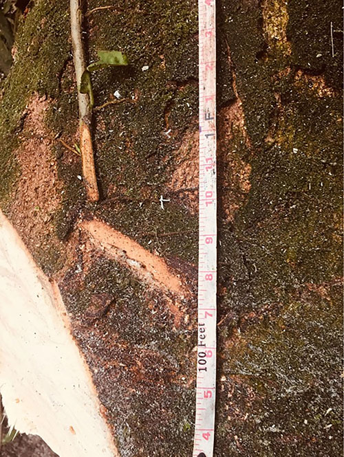 A measuring tape pressed against the bark of a tree. Photo by Eduardo Romero Dianderas.