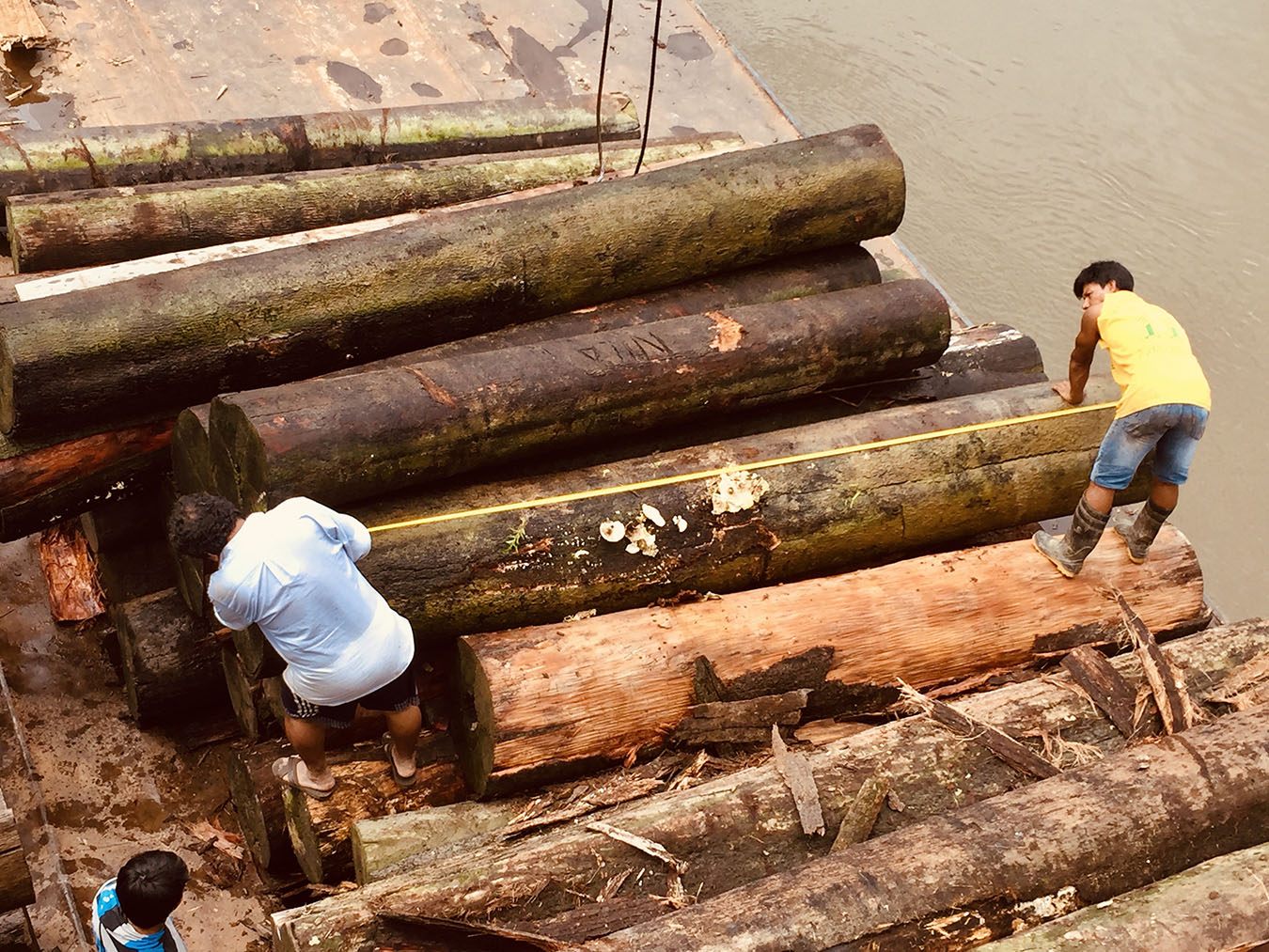Ezequiel and Pancho measure a log. Photo by Eduardo Romero Dianderas.