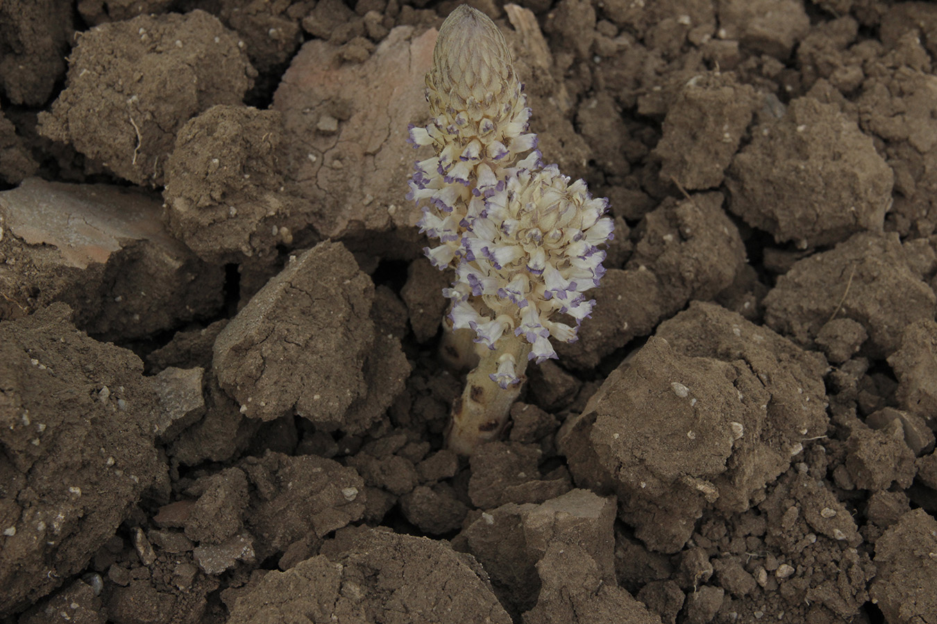 Orobanche Cernua on the parched soil in the Flue-Cured Virginia tobacco farms in Prakasam district, Andhra Pradesh. Photo by Amrita Kurian, Andhra Pradesh, 2016.