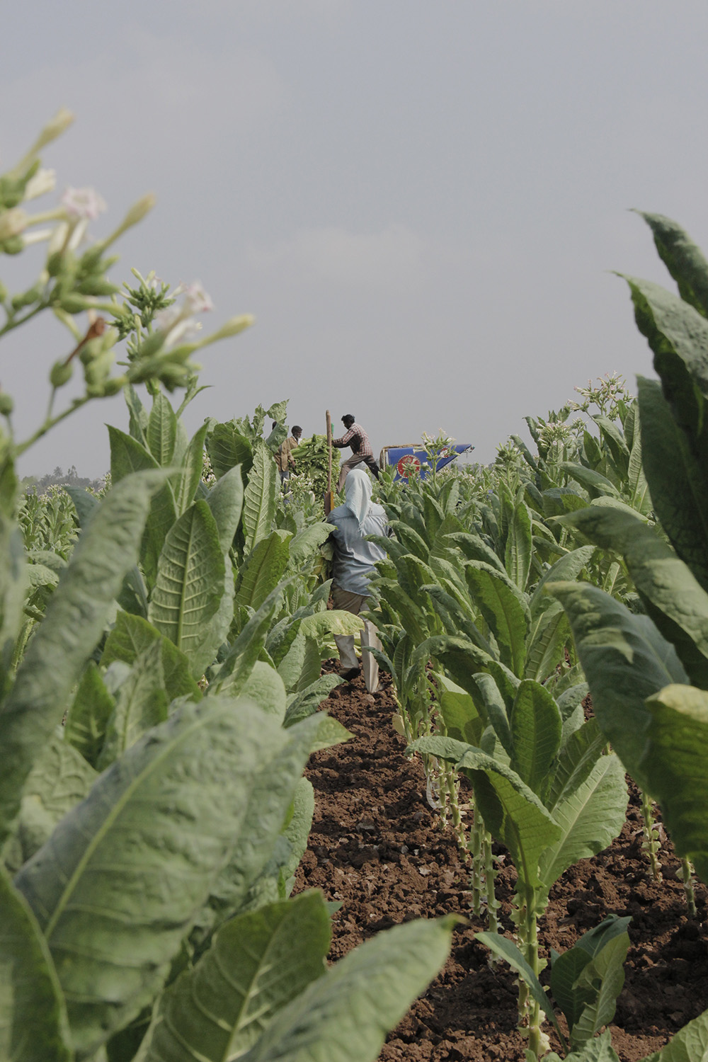 Laborers harvesting Flue-Cured Virginia (FCV) tobacco leaves on a farm in Prakasam district, Andhra Pradesh. Photo by Amrita Kurian, Andhra Pradesh, 2016.