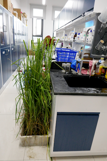 A rice plant brought back from the field and now growing next to a laboratory bench with scientific apparatus and bottles of chemical solutions.