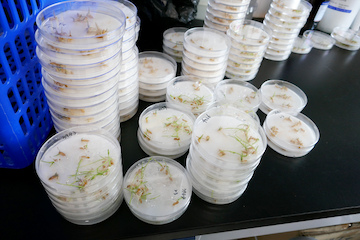 A stack of numbered Petri dishes containing rice seeds with small green sprouts beginning to grow.
