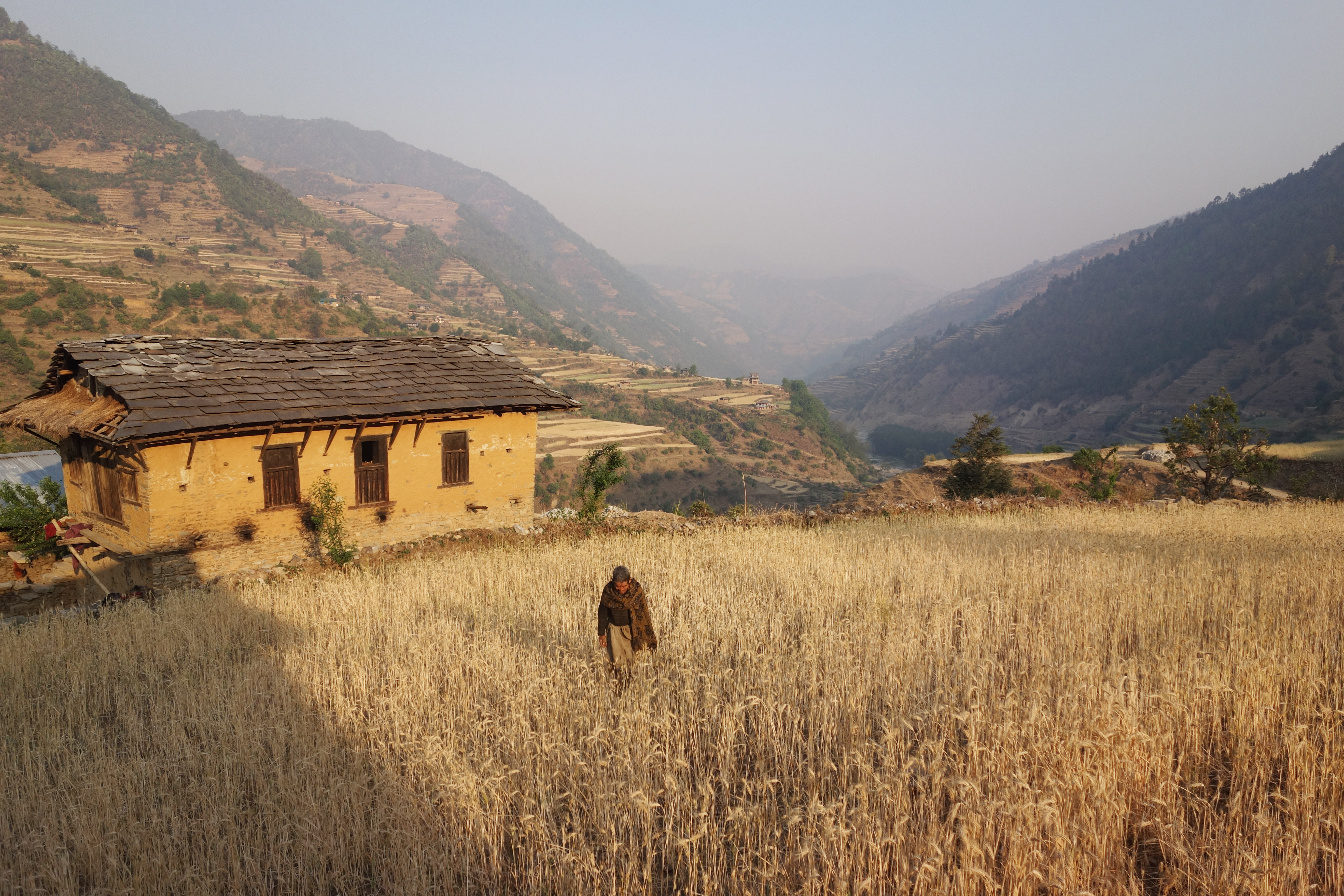A man walking through a field near his house in Thabang, Nepal.