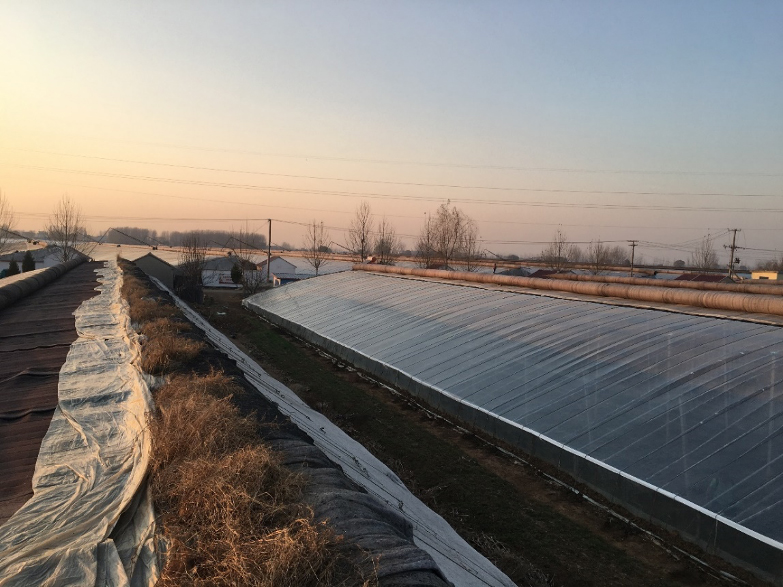 A typical Gen-3 Chinese greenhouse in Lanling County.