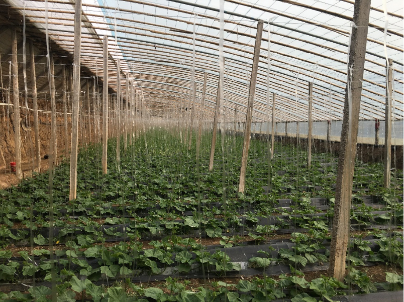 A view from inside a Chinese greenhouse in China, showing rows of cucumber plants under cultivation.