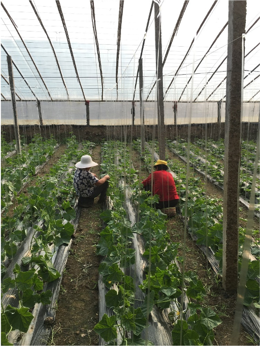 Hired seasonal workers engaged in the task of suspending cucumber vines within a Chinese greenhouse.