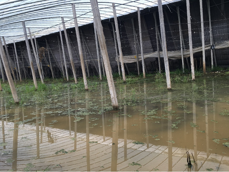 Waterlogging inside a Chinese greenhouse following days of severe rainstorm, highlighting the vulnerability of this agricultural infrastructure to extreme weather events.