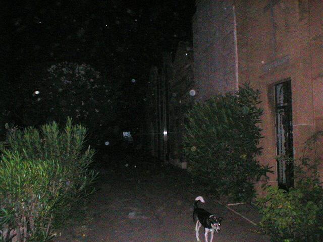 At night, visible dust floats in the air along a path beside a building. A small dog stands in the foreground near bushes.