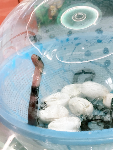 Photograph of seven white snake eggs and one black cobra in a blue, plastic colander.