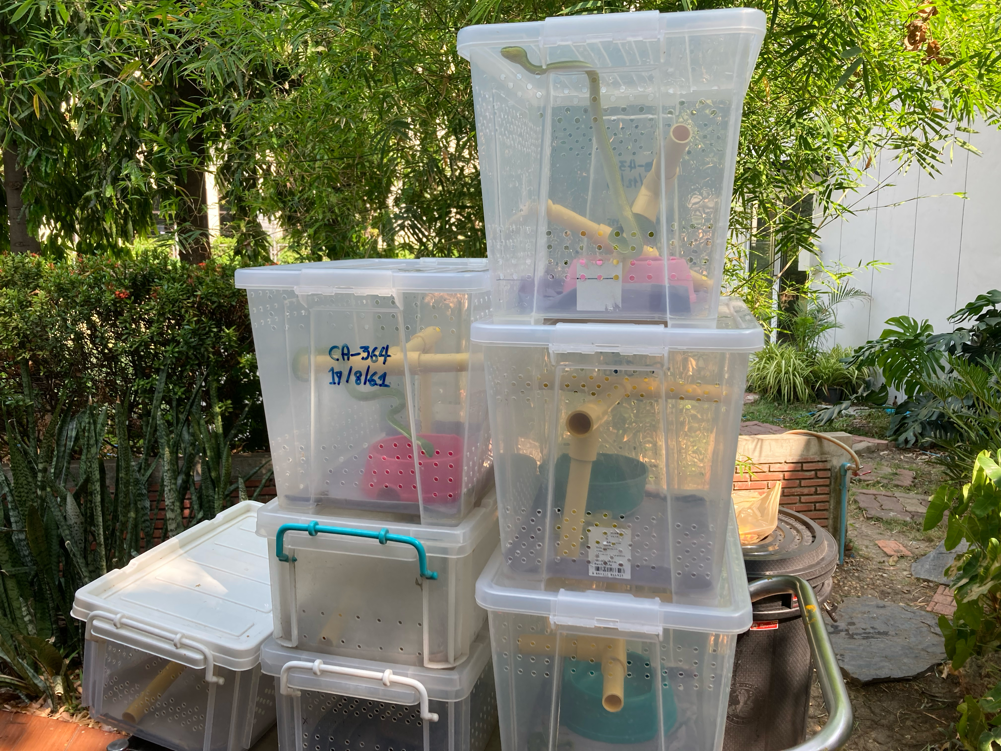 Photograph of seven clear plastic crates, each containing a colorful plastic bowl, plastic pipe, and a green snake.