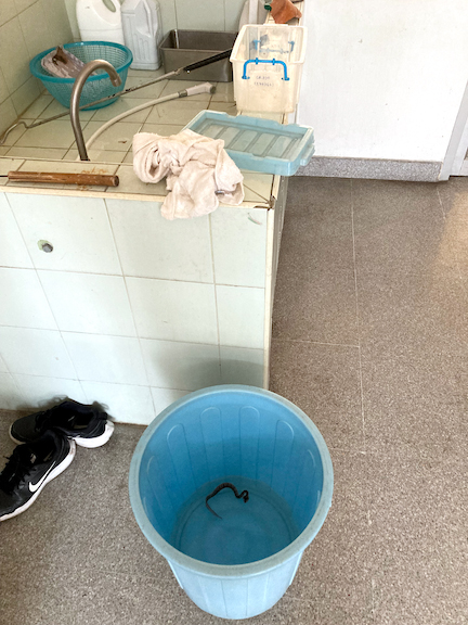 Photograph of a small, brown snake floating in water at the bottom of a blue, plastic trash can.
