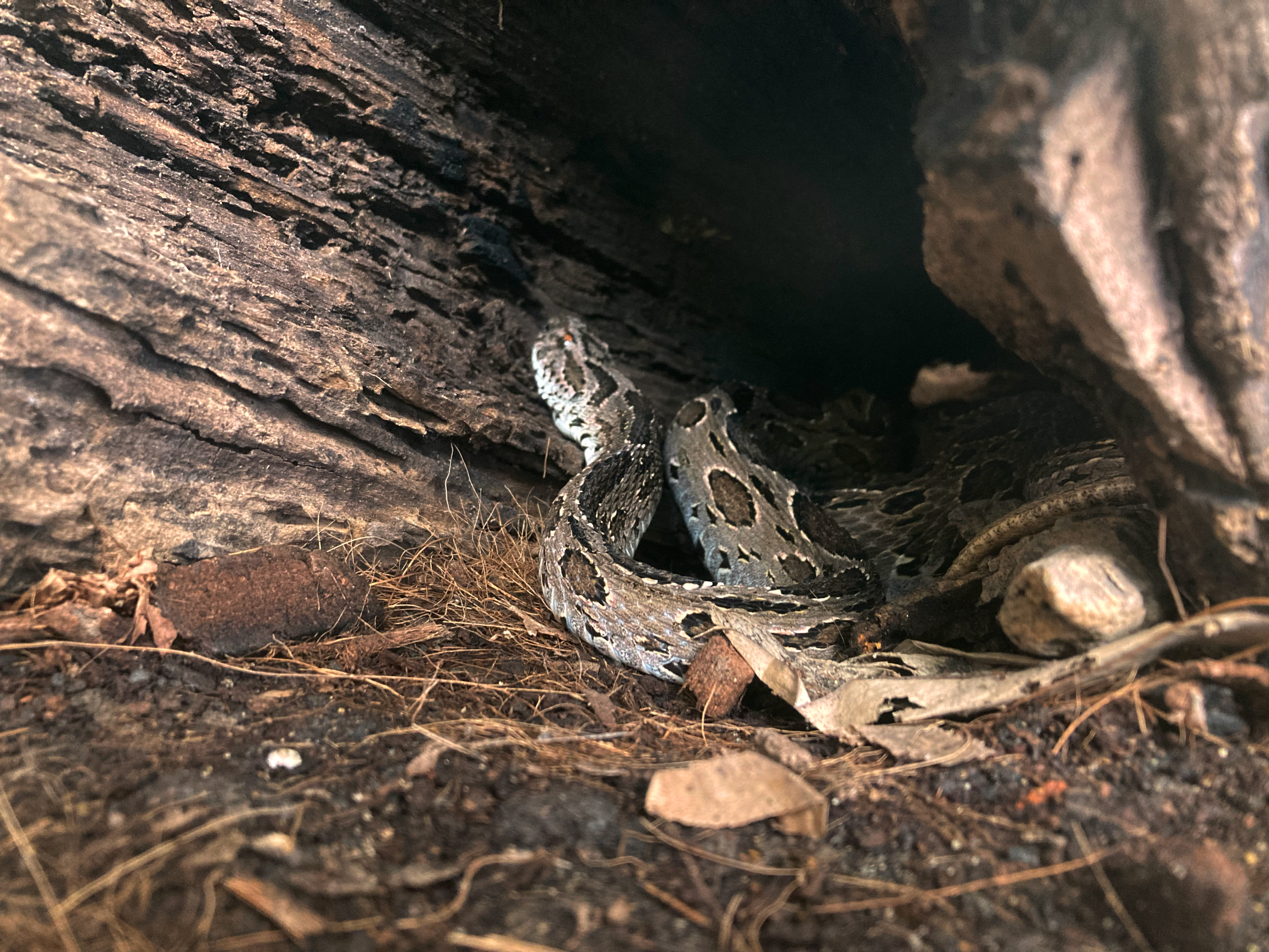 Photograph of a grey snake with brown and black spots.