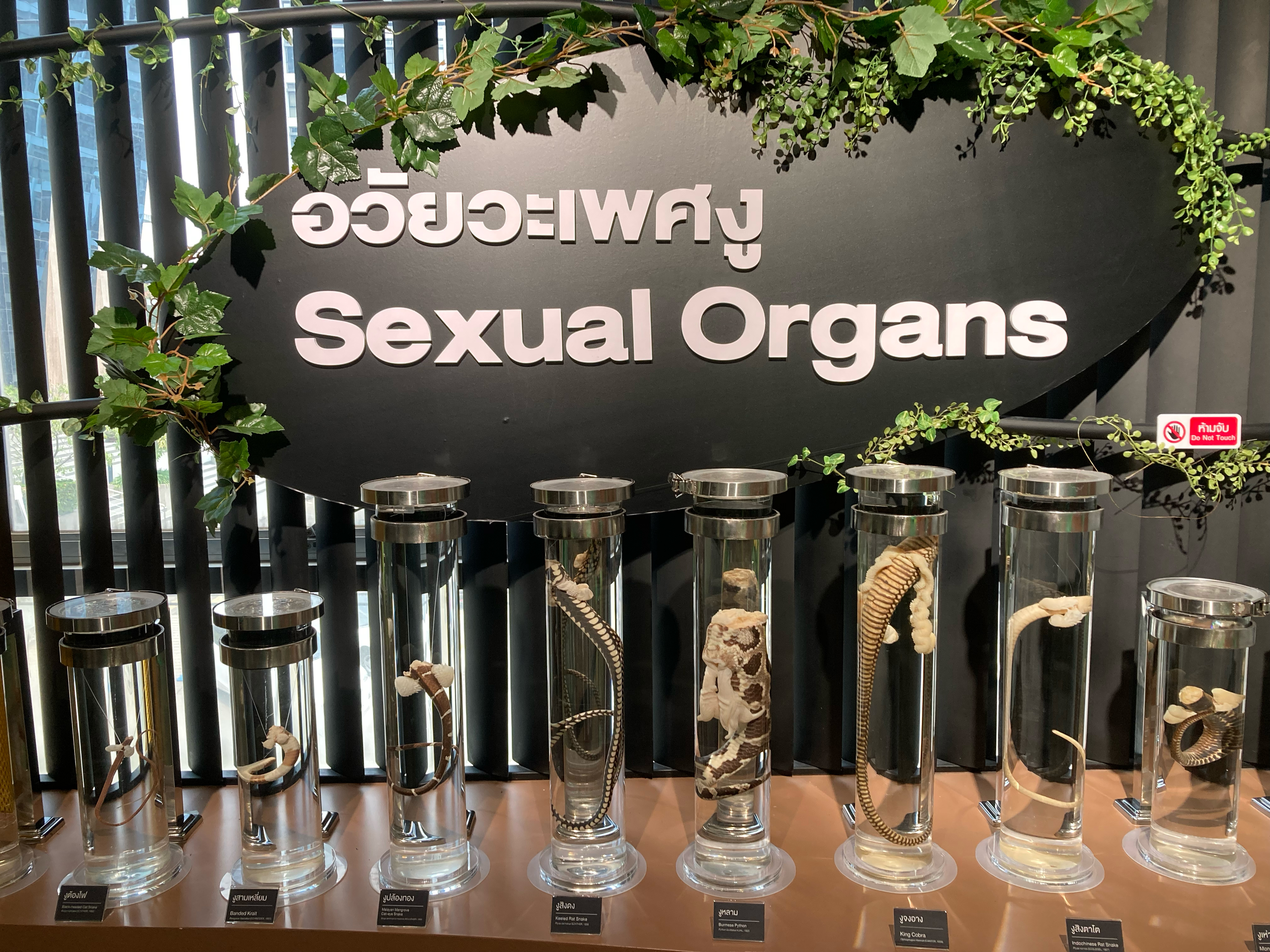 Photograph of eight dissected snake tails suspended in clear liquid with a sign reading “sexual organs.”