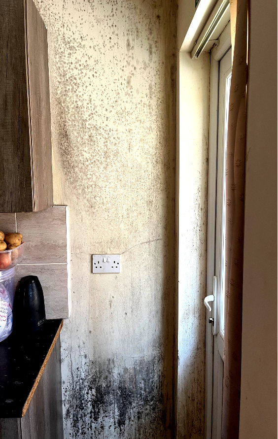 A cream-colored wall with visible black mold growing up from the floor.