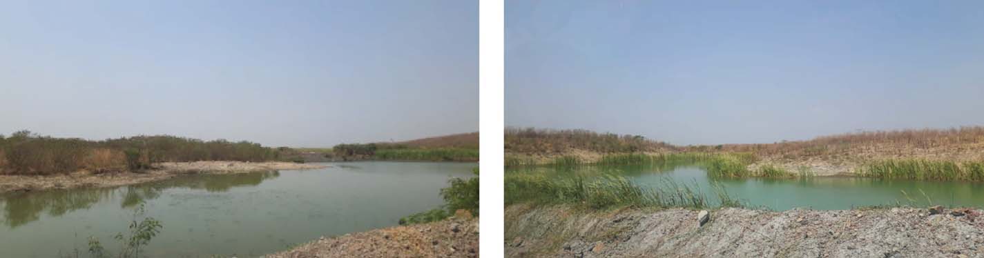 Emerging wetlands from the techno-ecological restoration.